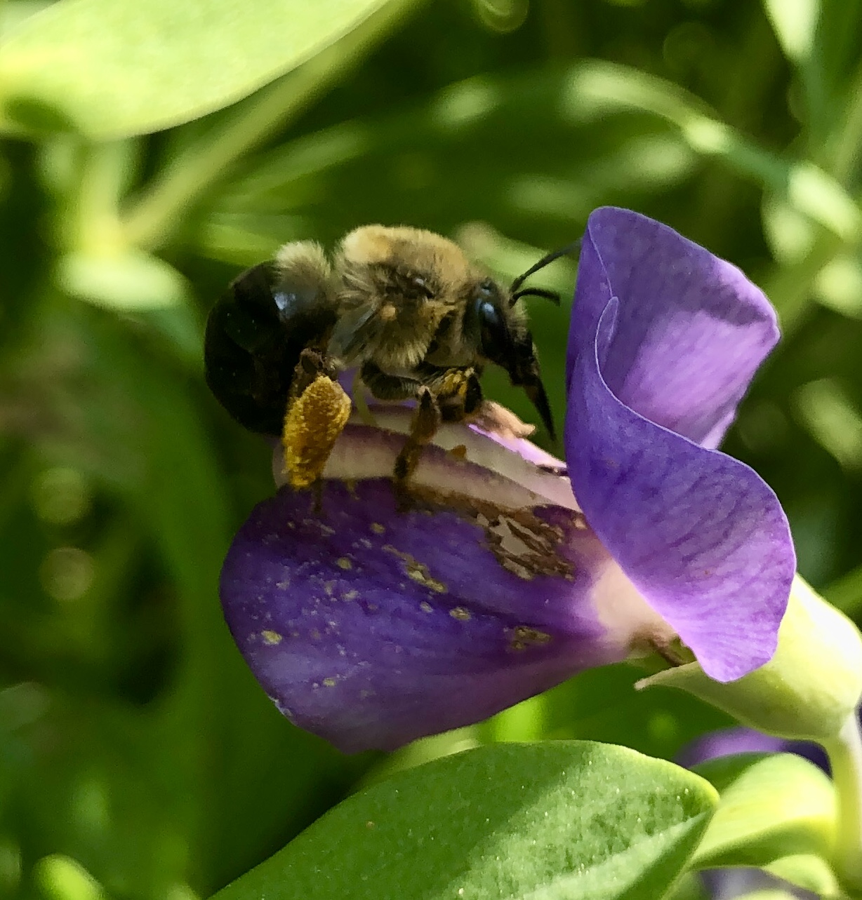 Bumblebee-pollination-ABB