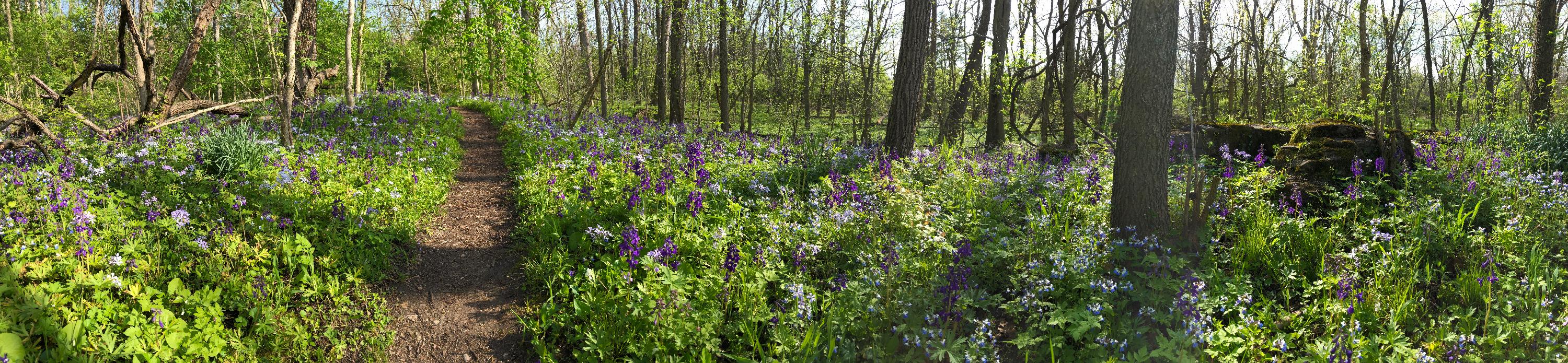 Silvoor_spring_panorama-ABB