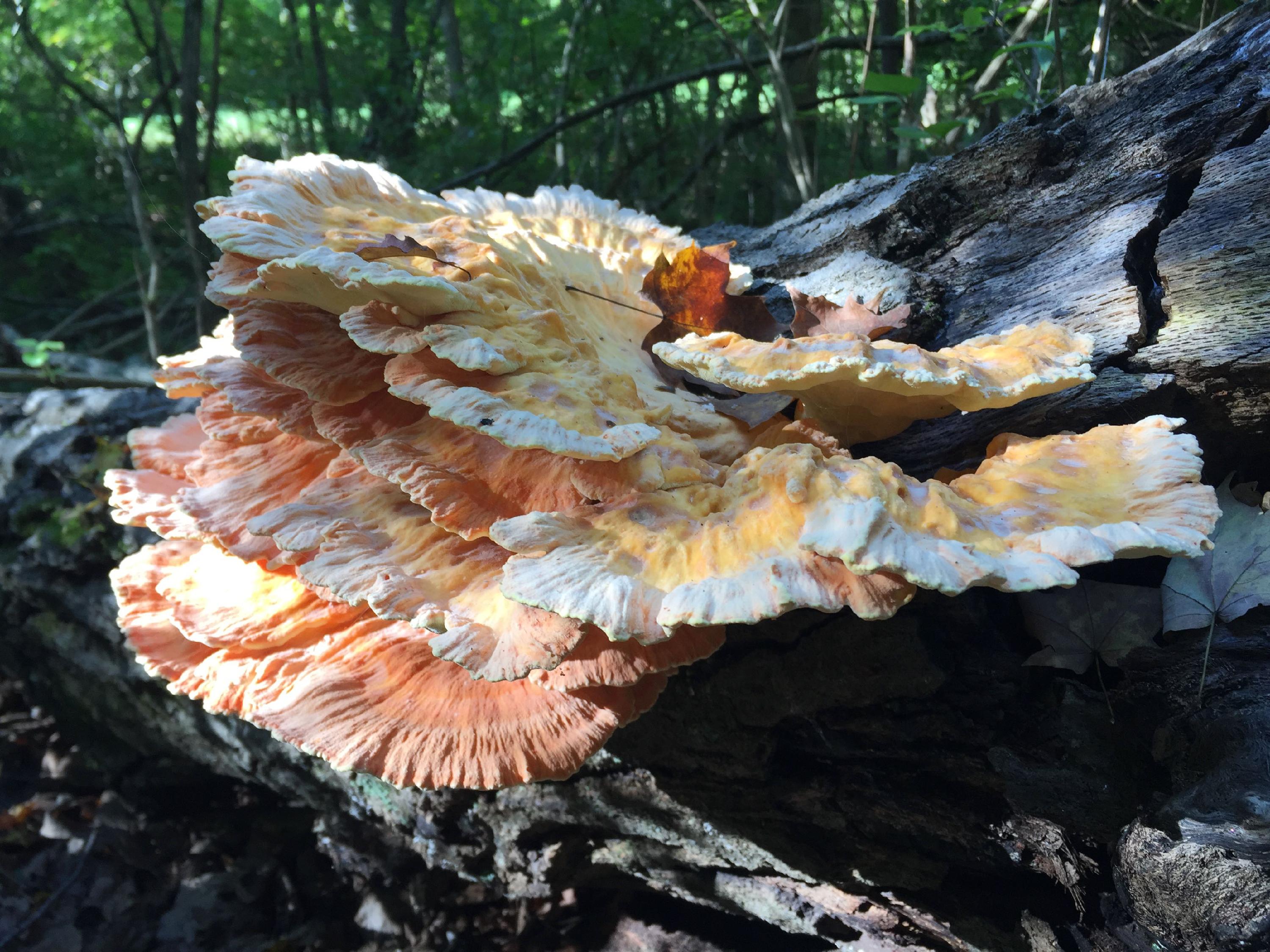 chicken-of-the-woods